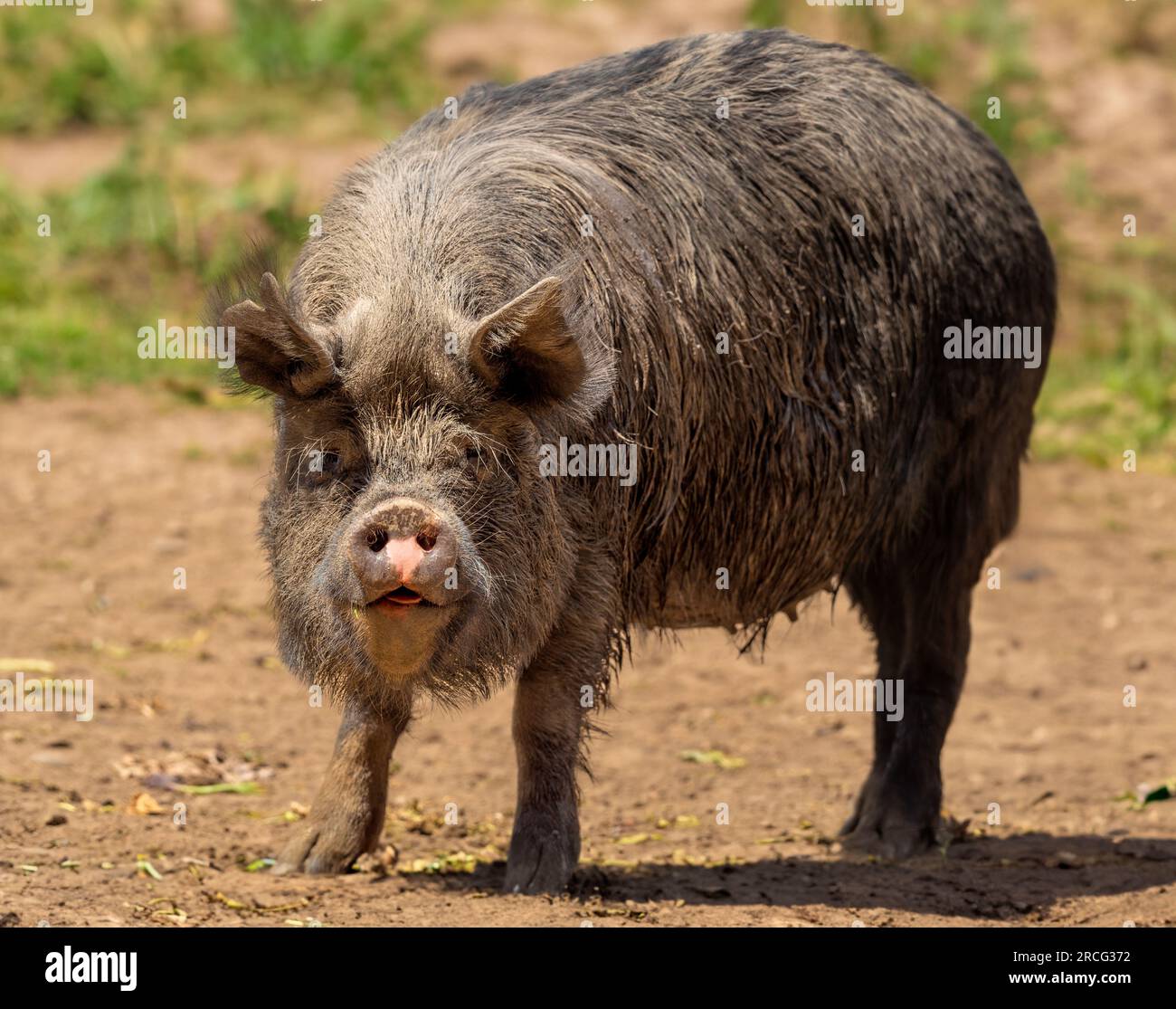 Black Berkshire pig with its bristly hair matted with dirt. Stock Photo