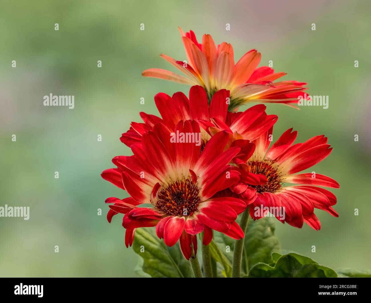 Close up of red Gerbera daisy flowers Stock Photo