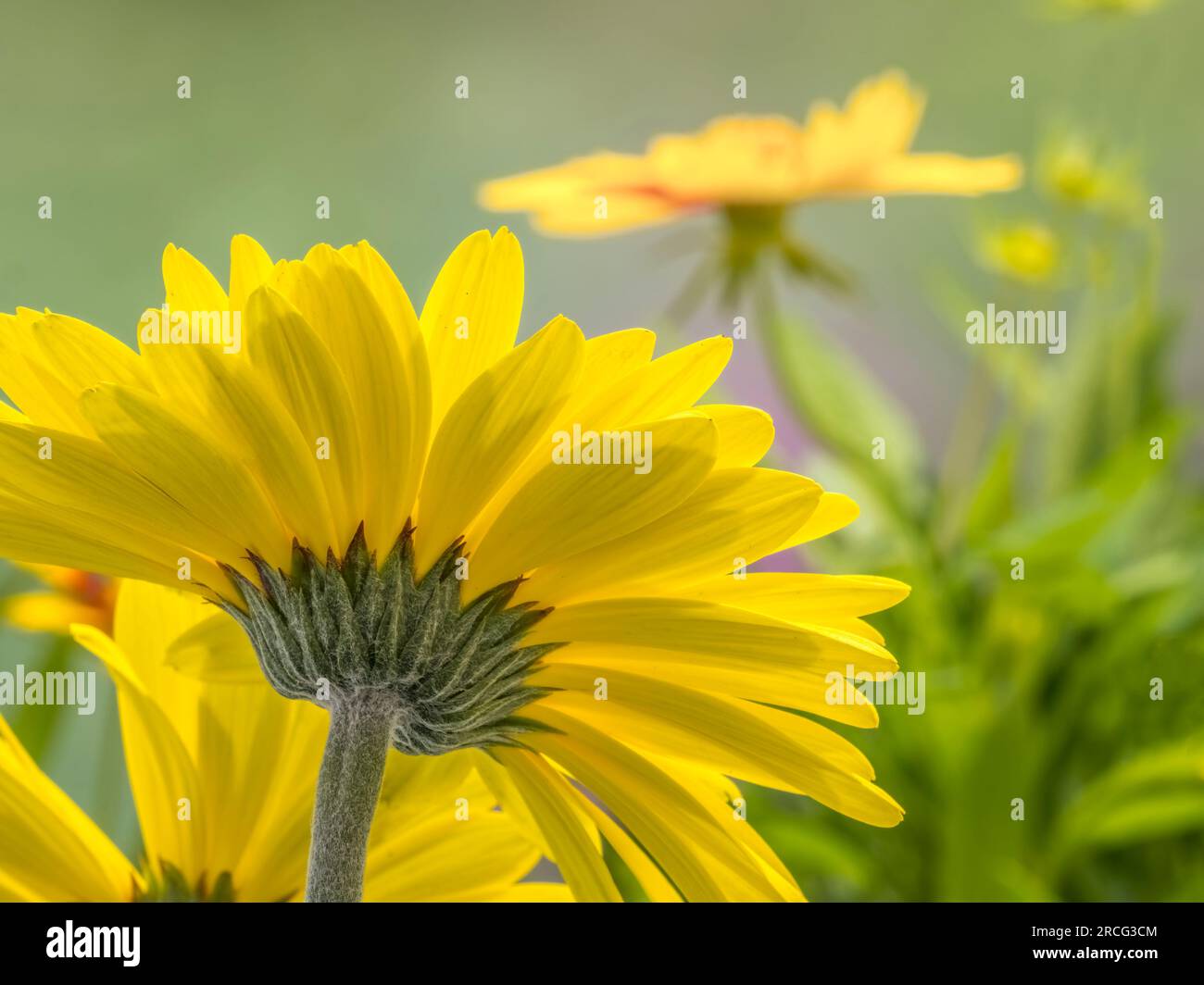 Close up of yellow Gerbera daisy (Coropsis Baluptgonz) flowers Stock Photo
