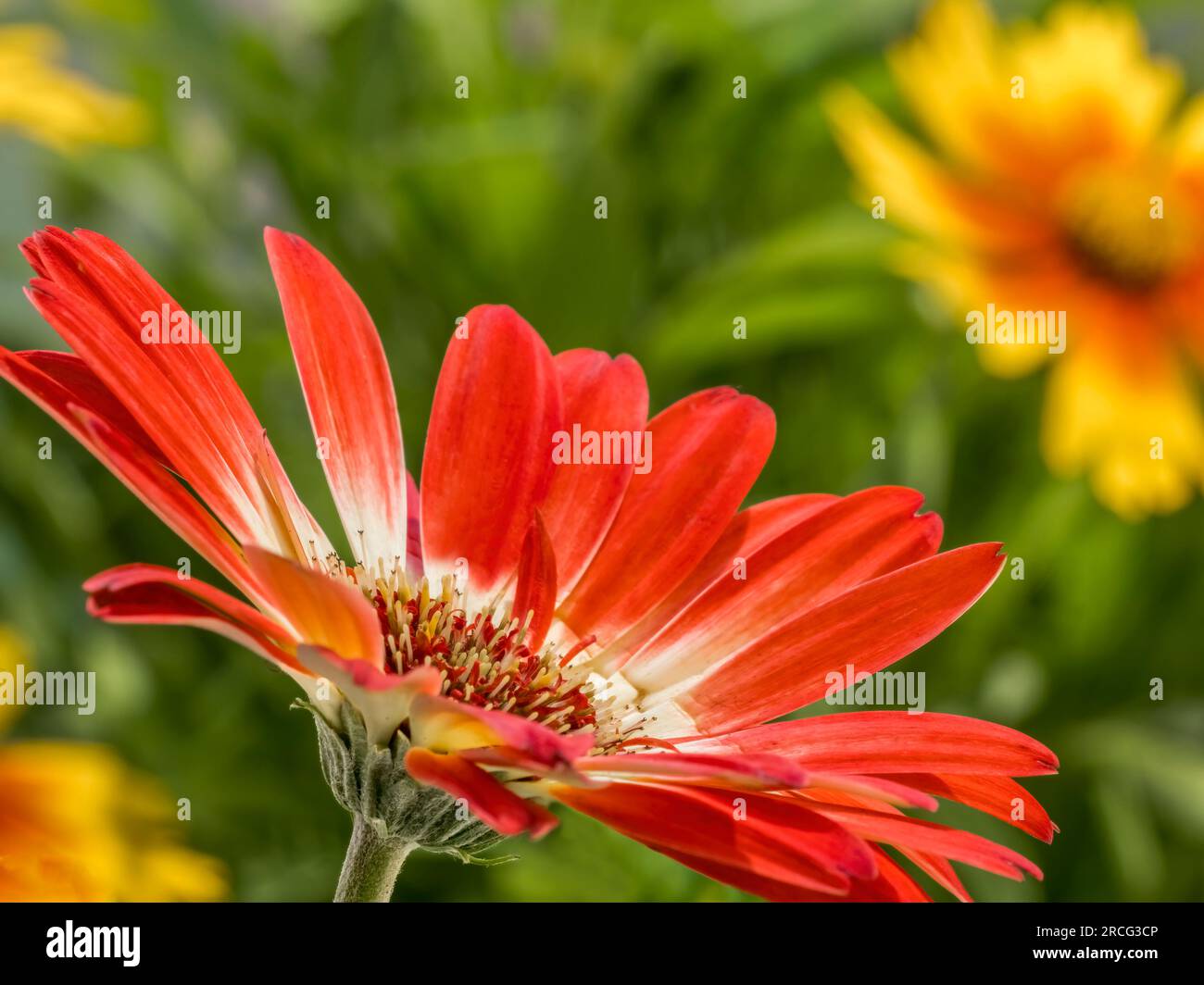 Close up of red Gerbera daisy flowers Stock Photo