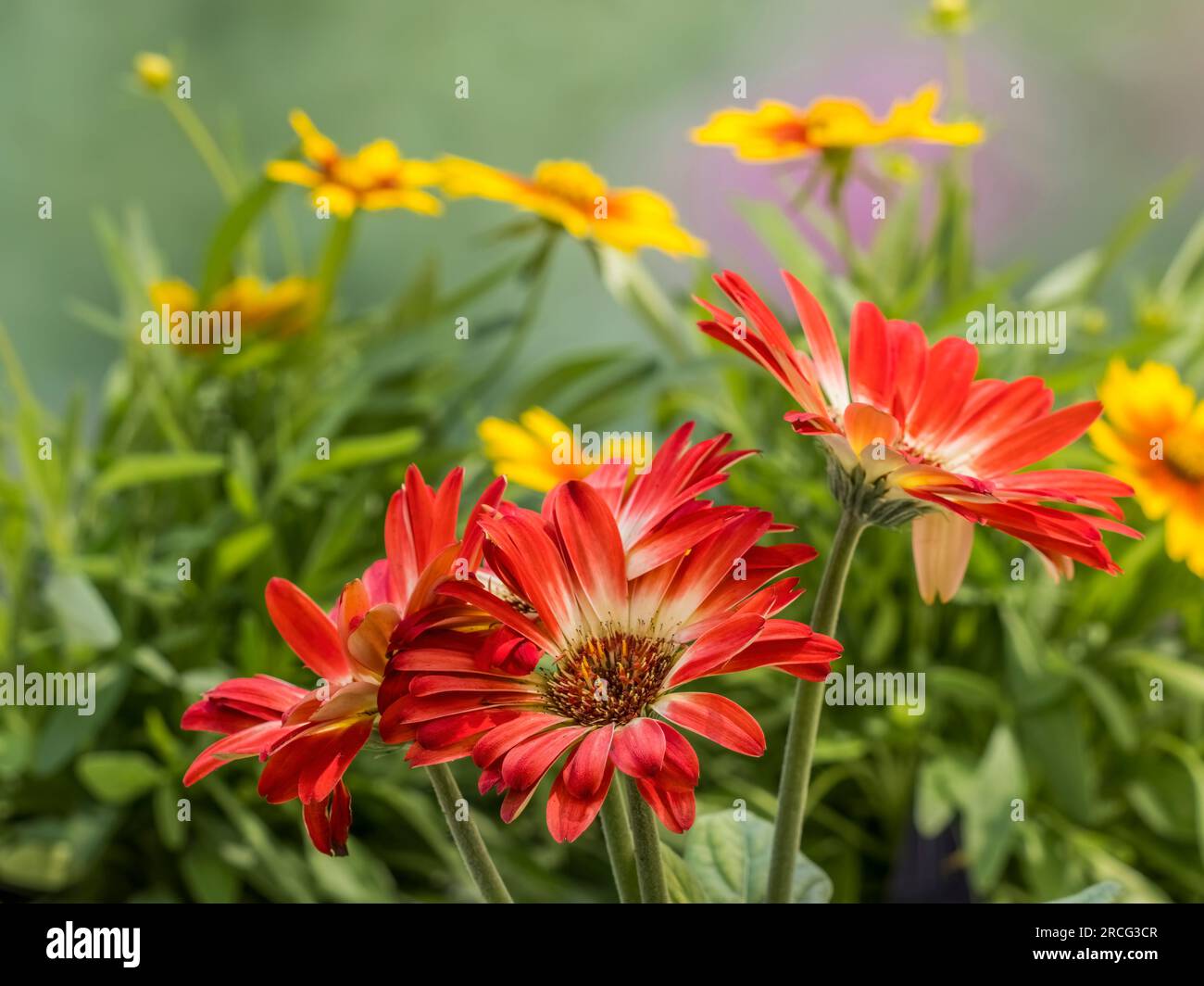 Close up of red Gerbera daisy flowers Stock Photo