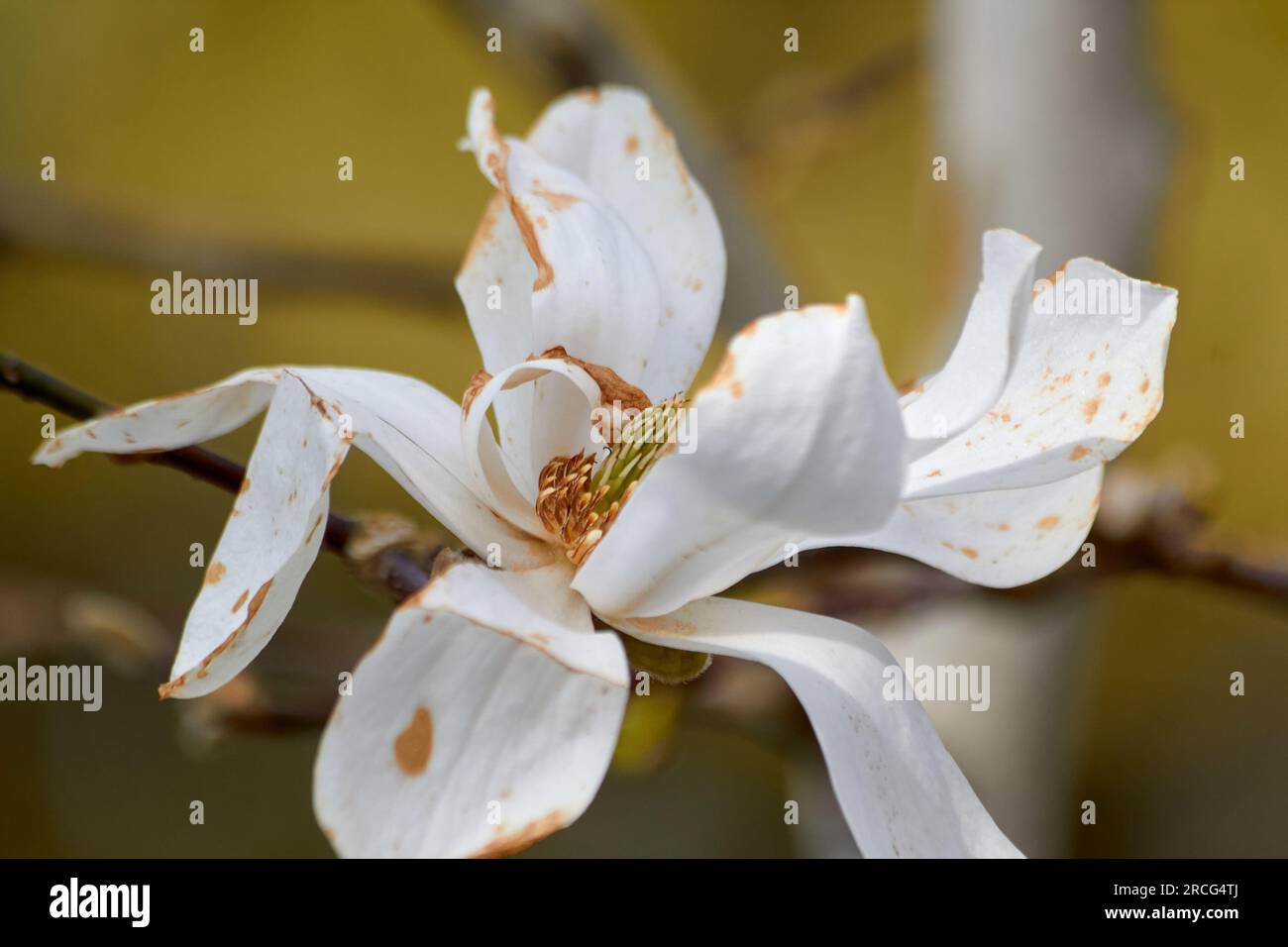A white flower is starting to show signs of deteriorating Stock Photo