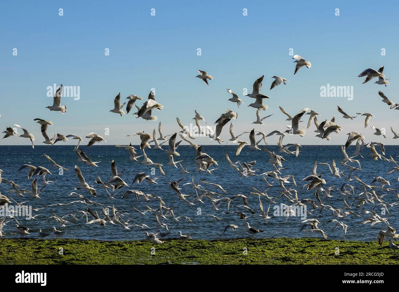 Sea birds flock, Patagonia, Argentina. Stock Photo