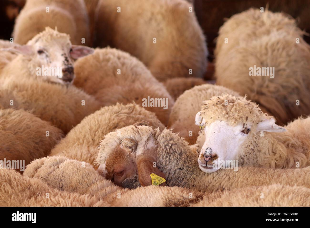 A group of Arab sheep inside the sheep pen in the Eid al-Adha sacrifice ...