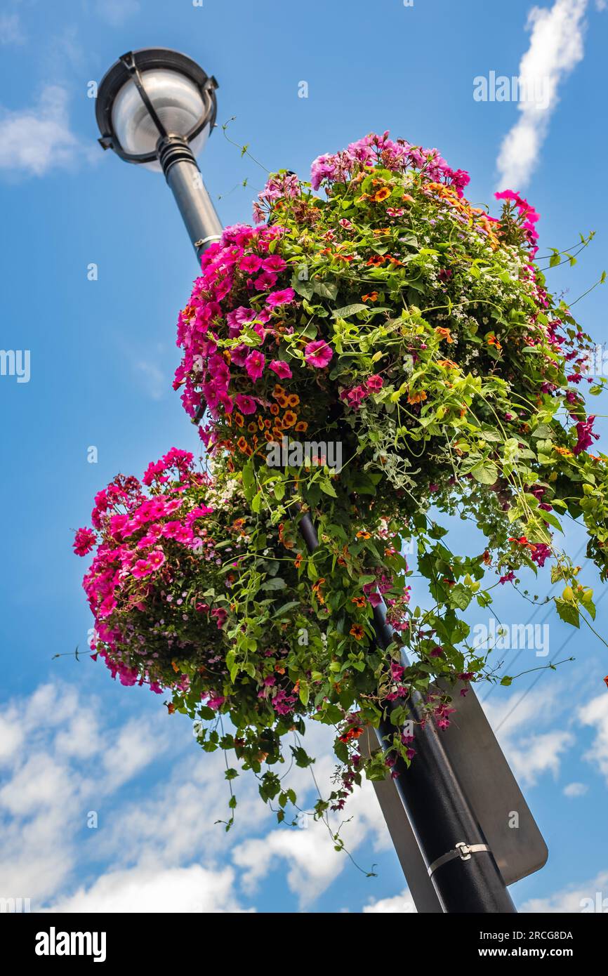 Large and beautiful hanging basket pots with blooming vibrant pink petunia, surfinia flowers. Baskets of hanging petunia flowers outdoor on a street l Stock Photo