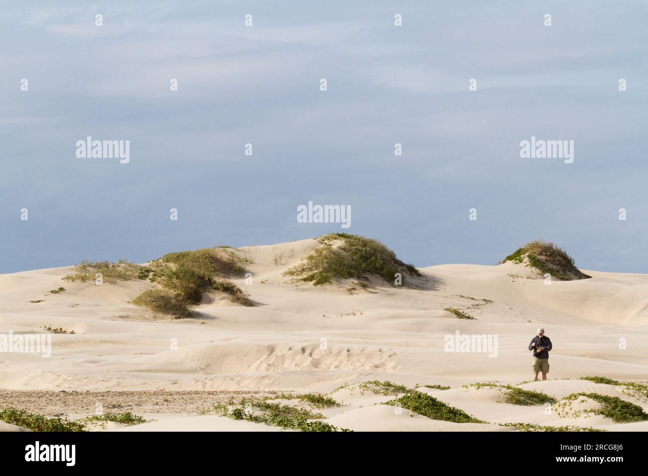 Coastal dunes of South Padre Island, TX Stock Photo Alamy