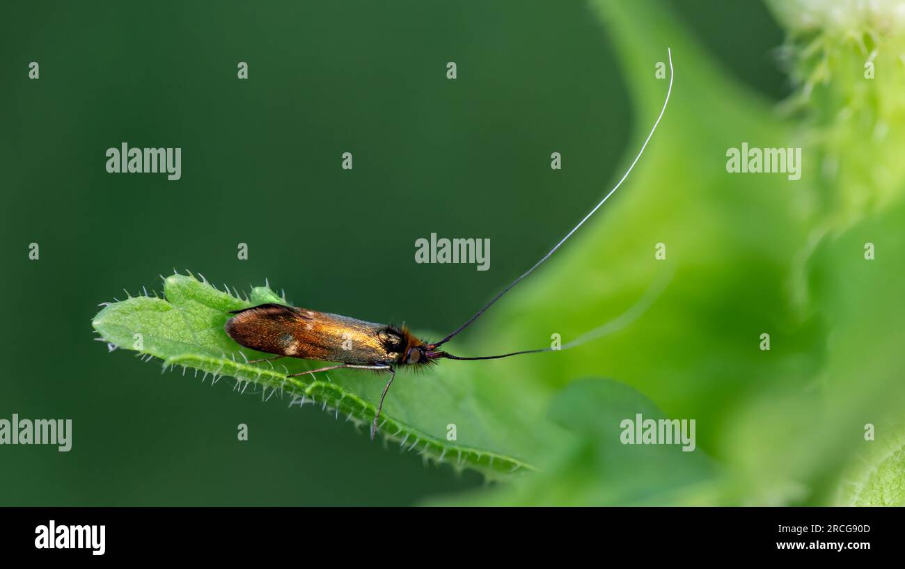 close up of a moth Nemophora raddaella sitting on a leaf  Dipsacus Stock Photo