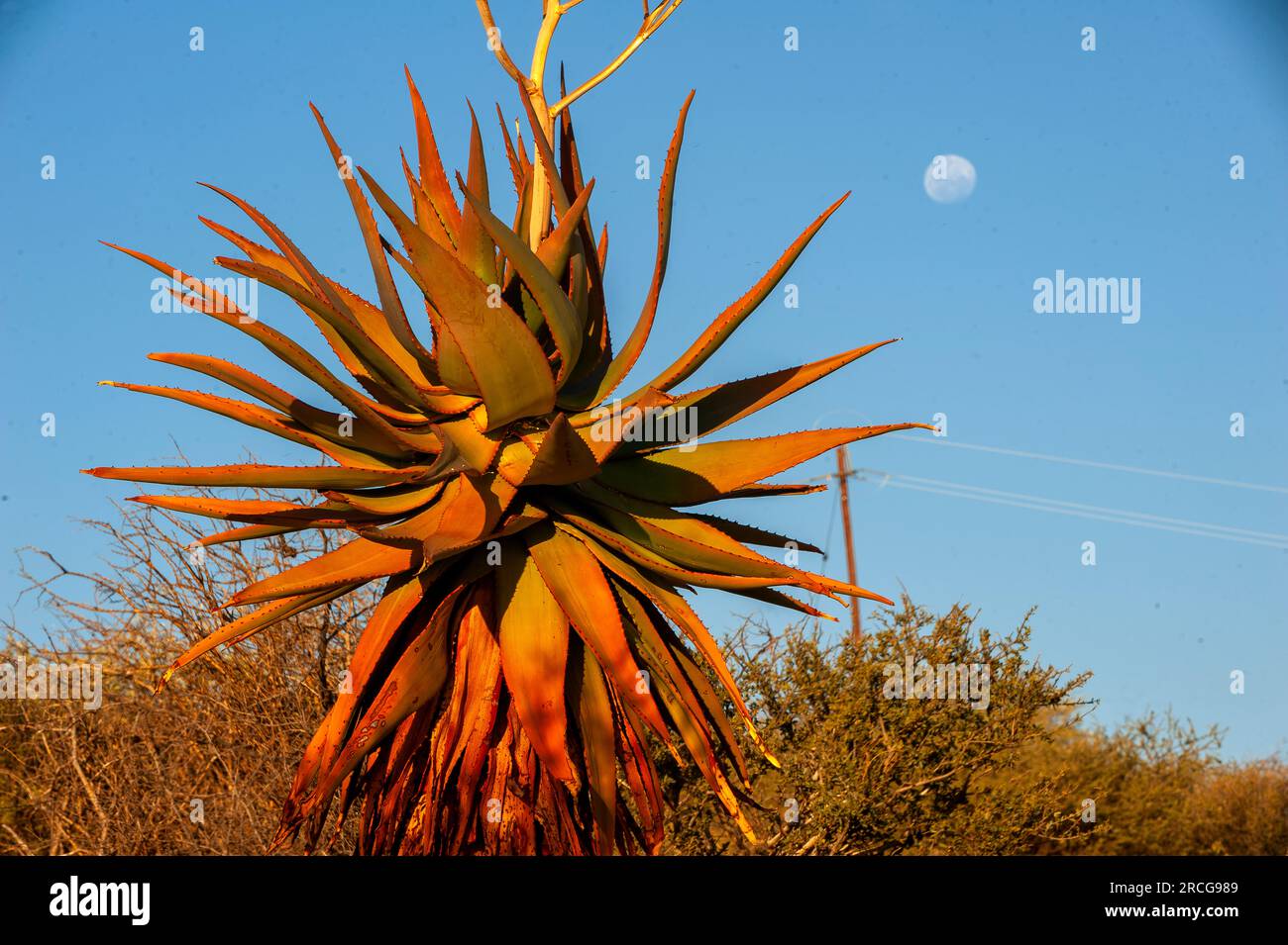 Wild growing aloe vera tree (Aloe barbadensis)  on Lake Oanob, Namibia Stock Photo