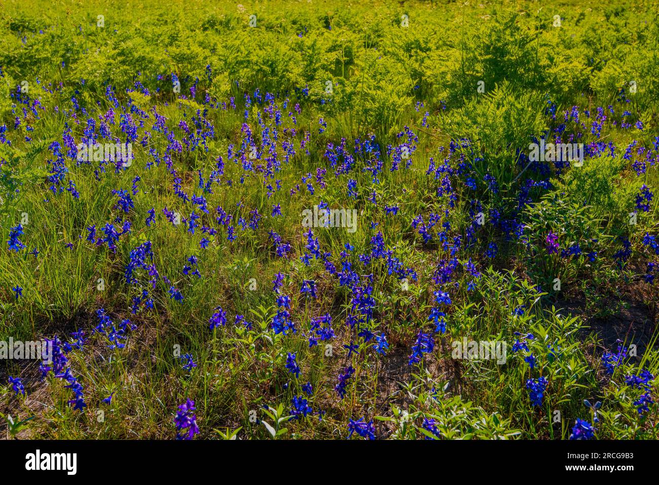 Vibrant wildflowers blooming on a hillside after a long winter. Stock Photo