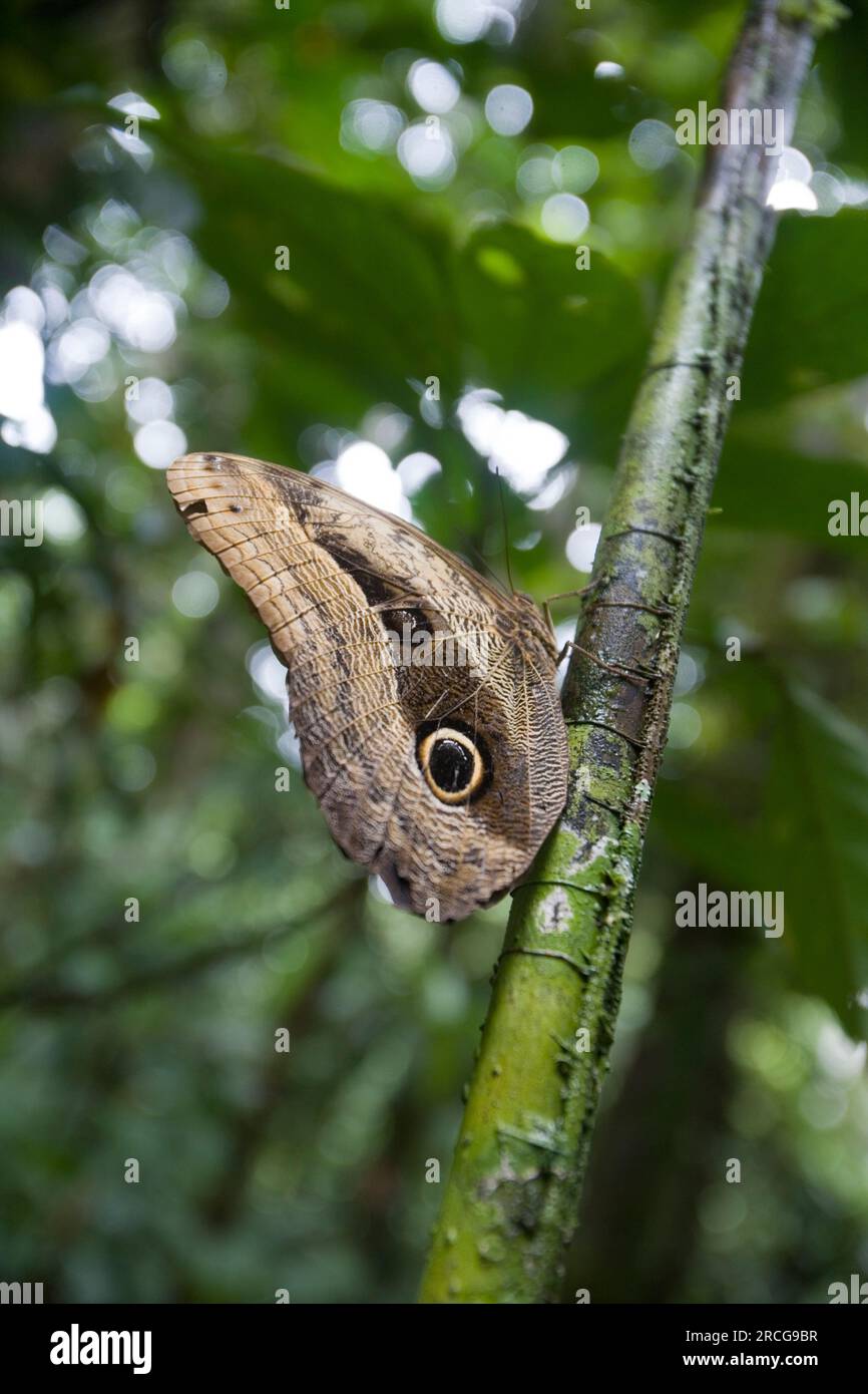 Owl eyed Butterfly Caligo martia in rainforest near the Pastasa River in south east Ecuador South America Stock Photo