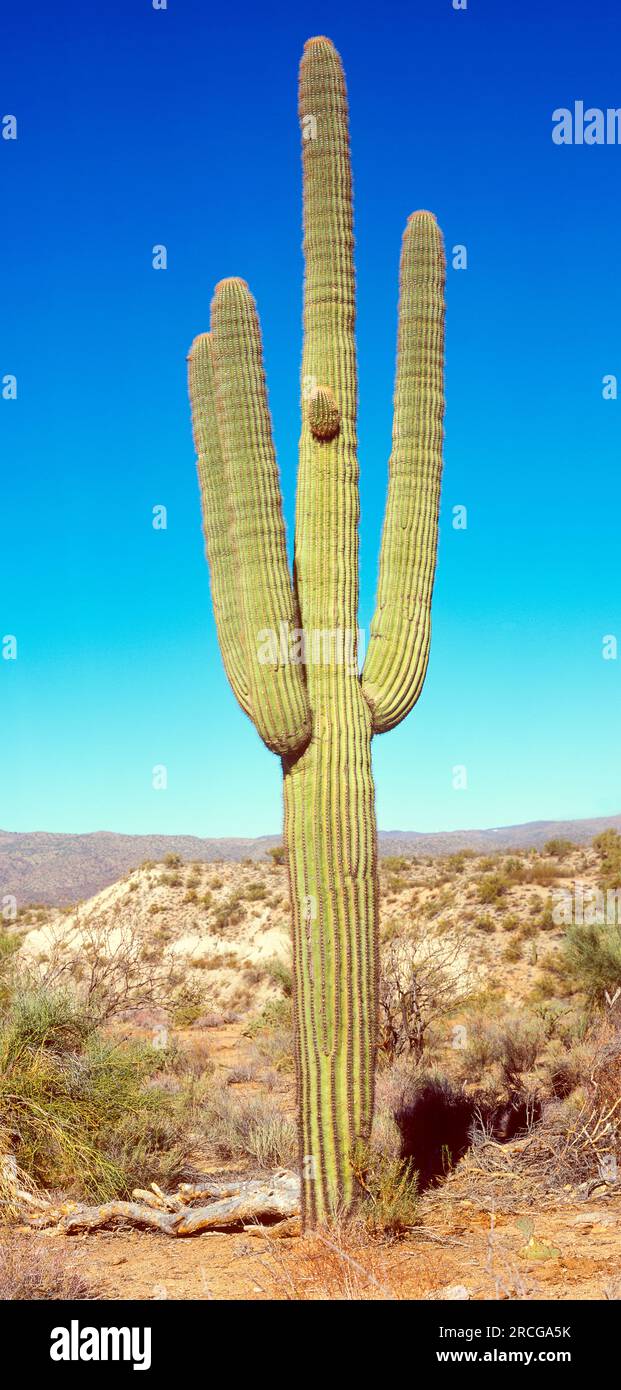 drinking cactus Snapple Elements Rain Agave Cactus Juice Drink main image 1