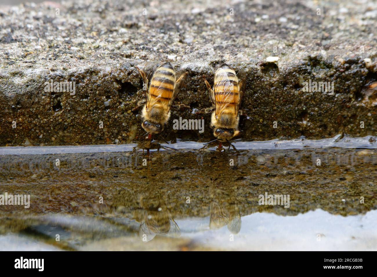 two bees drinking upside down at a pool of water in the summer heat