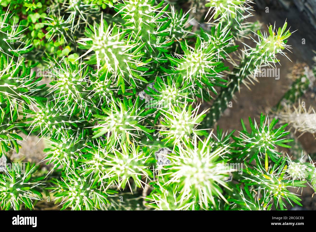 Cactus succulent species (Austrocylindropuntia subulata). Stock Photo