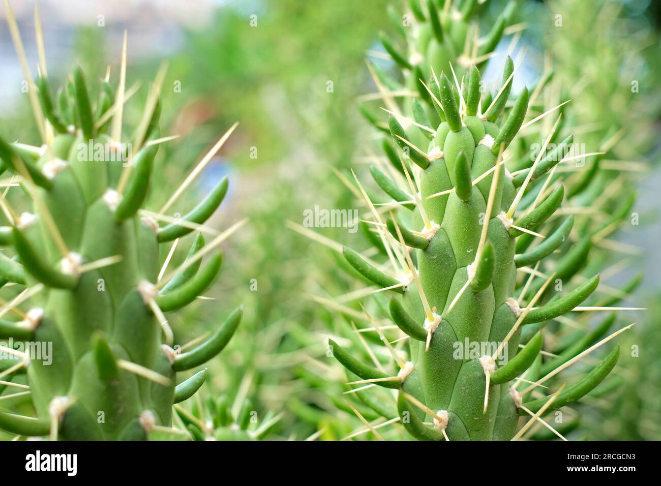 Cactus species (Austrocylindropuntia subulata) close view. Stock Photo