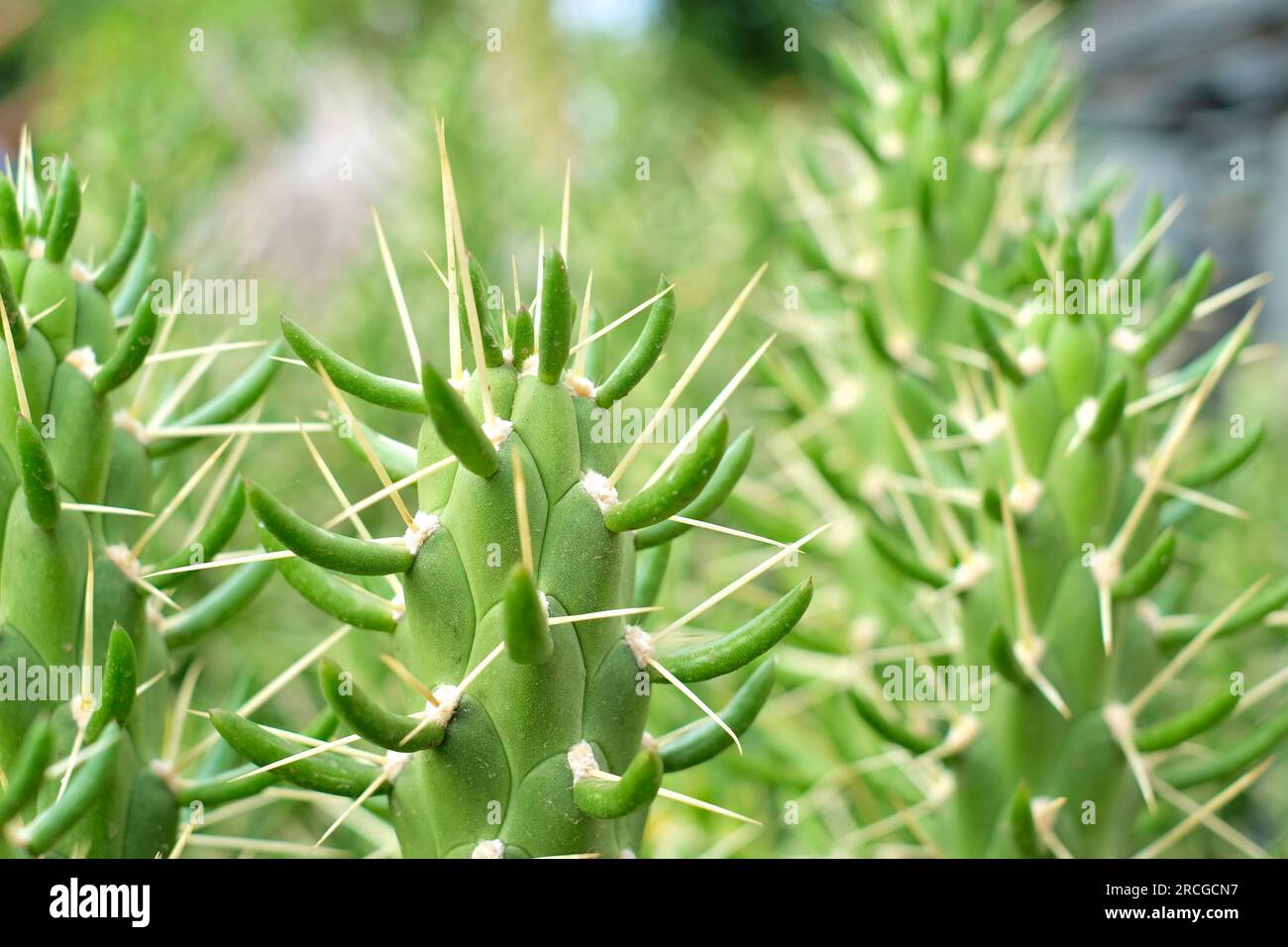 Close up succulent species (Austrocylindropuntia subulata). Stock Photo