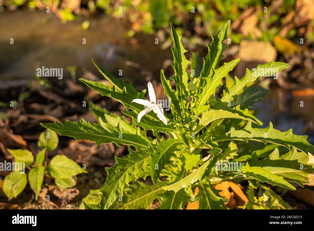 Star of Bethlehem (Hippobroma longiflora) also Known as Madamfate, a Flowering Plant in the Family Campanulaceae Stock Photo