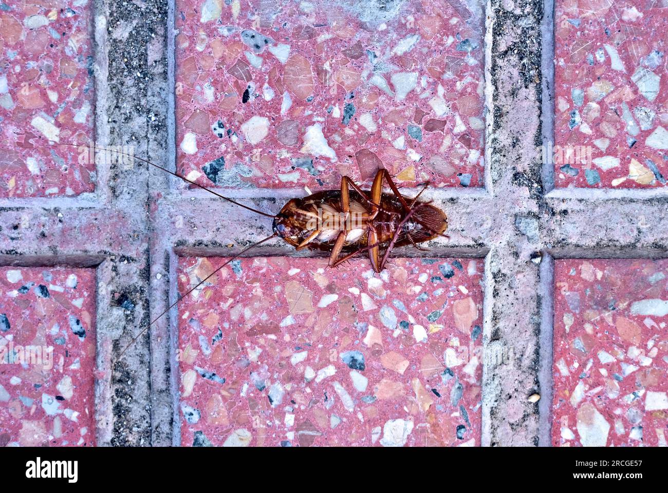 Flat lay dead insect on a pavement background. Stock Photo