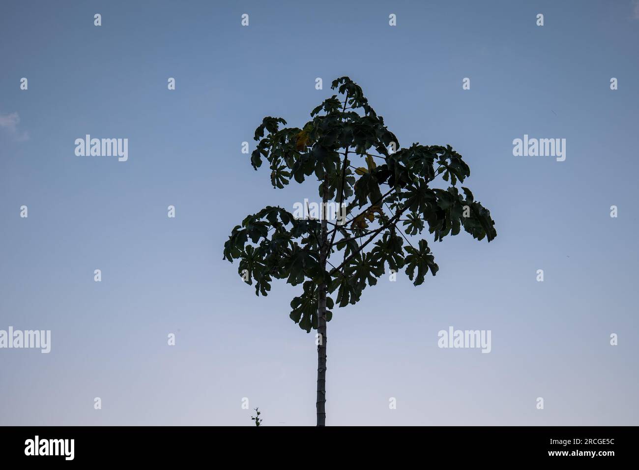 Ambay Pump Wood (Cecropia pachystachya) a Species of Tree in the Family Urticaceae Silhouette at Sun Set Stock Photo