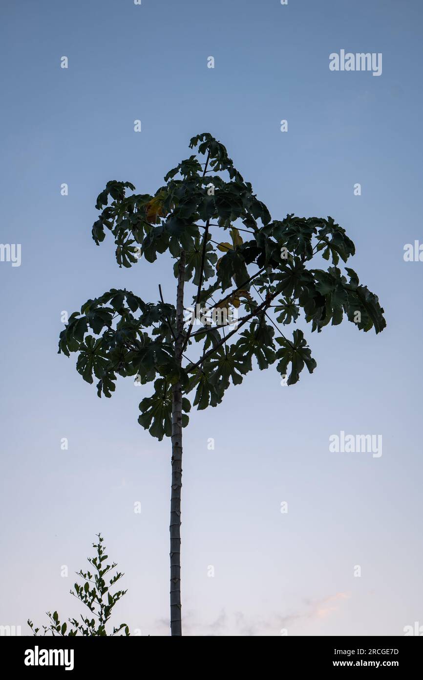Ambay Pump Wood (Cecropia pachystachya) a Species of Tree in the Family Urticaceae Silhouette at Sun Set Stock Photo