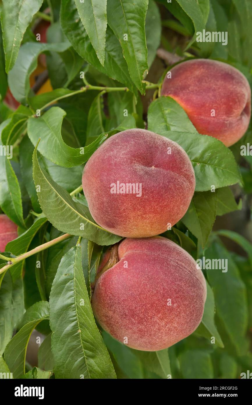 Prunus persica 'Harvester' (Peach)