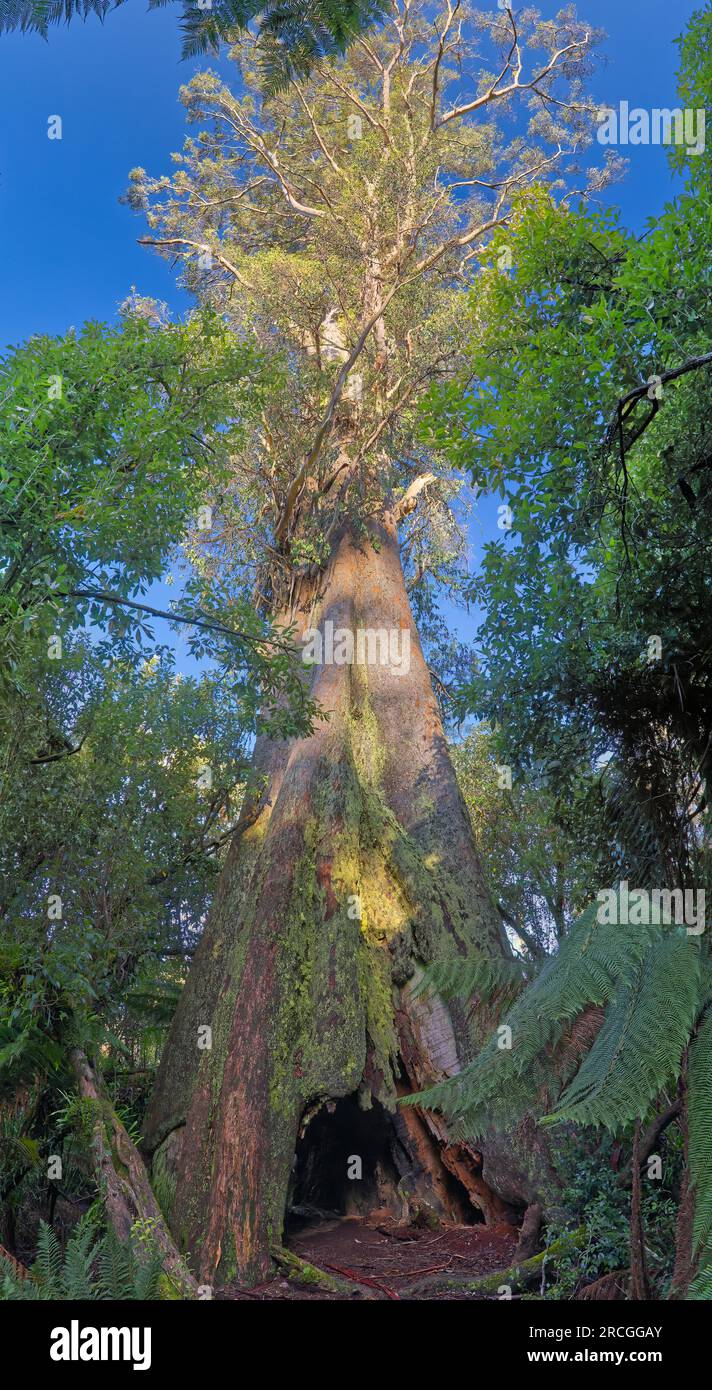 An old growth Eucalyptus regnans tree called the Blue Tiers Giant, the widest tree in Australia, near Weldborough, Tasmania, Australia Stock Photo