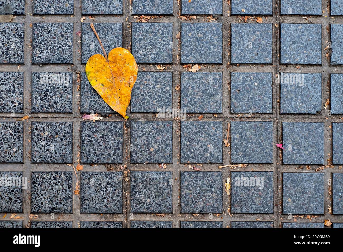 A single golden yellow autumn leaf on the ground Stock Photo - Alamy