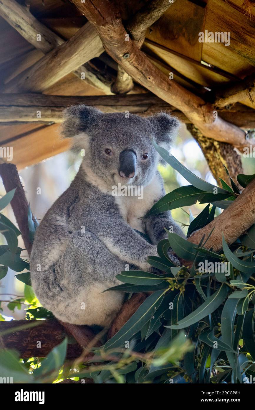 Koala sitting hi-res stock photography and images - Alamy
