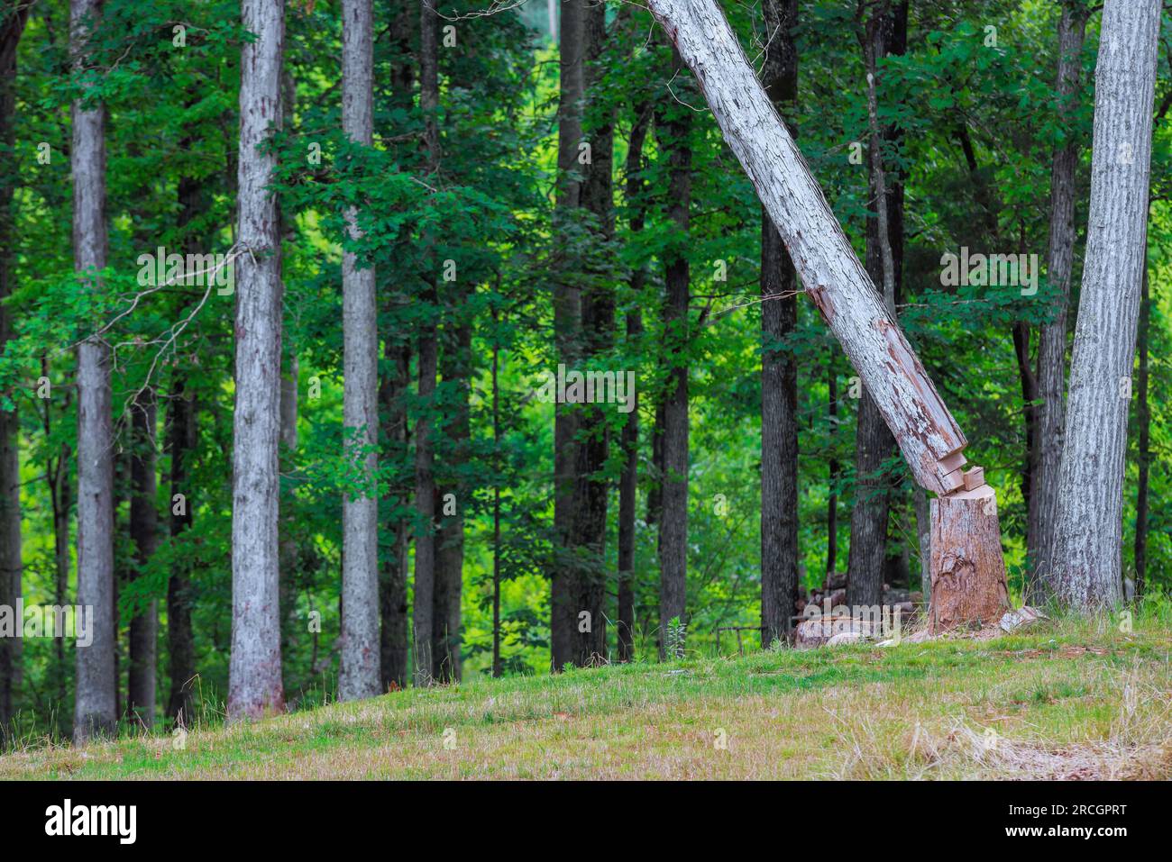 Woodcutter cut down tree it falls, causing the tree fall Stock Photo