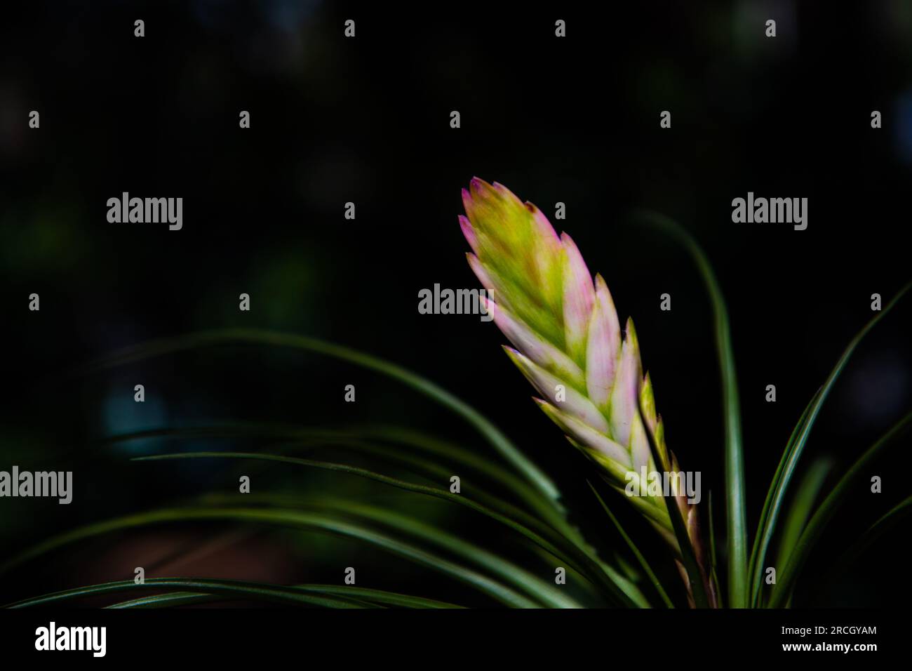 Bromeliad pink quill flower is tropical plant. Stock Photo
