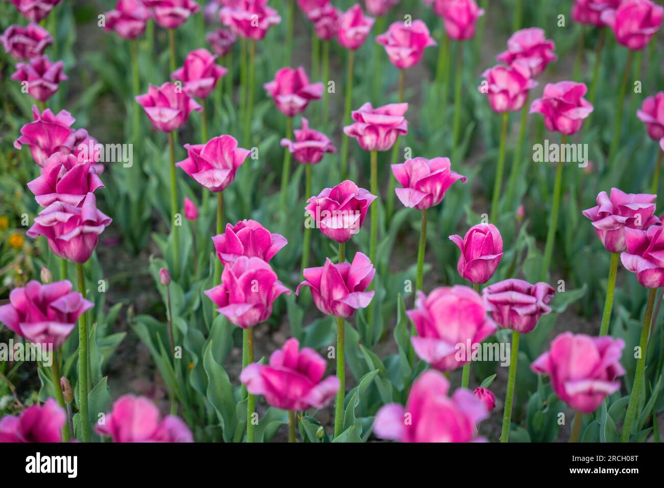 Pink tulips in the beds are starting to wilt. Stock Photo