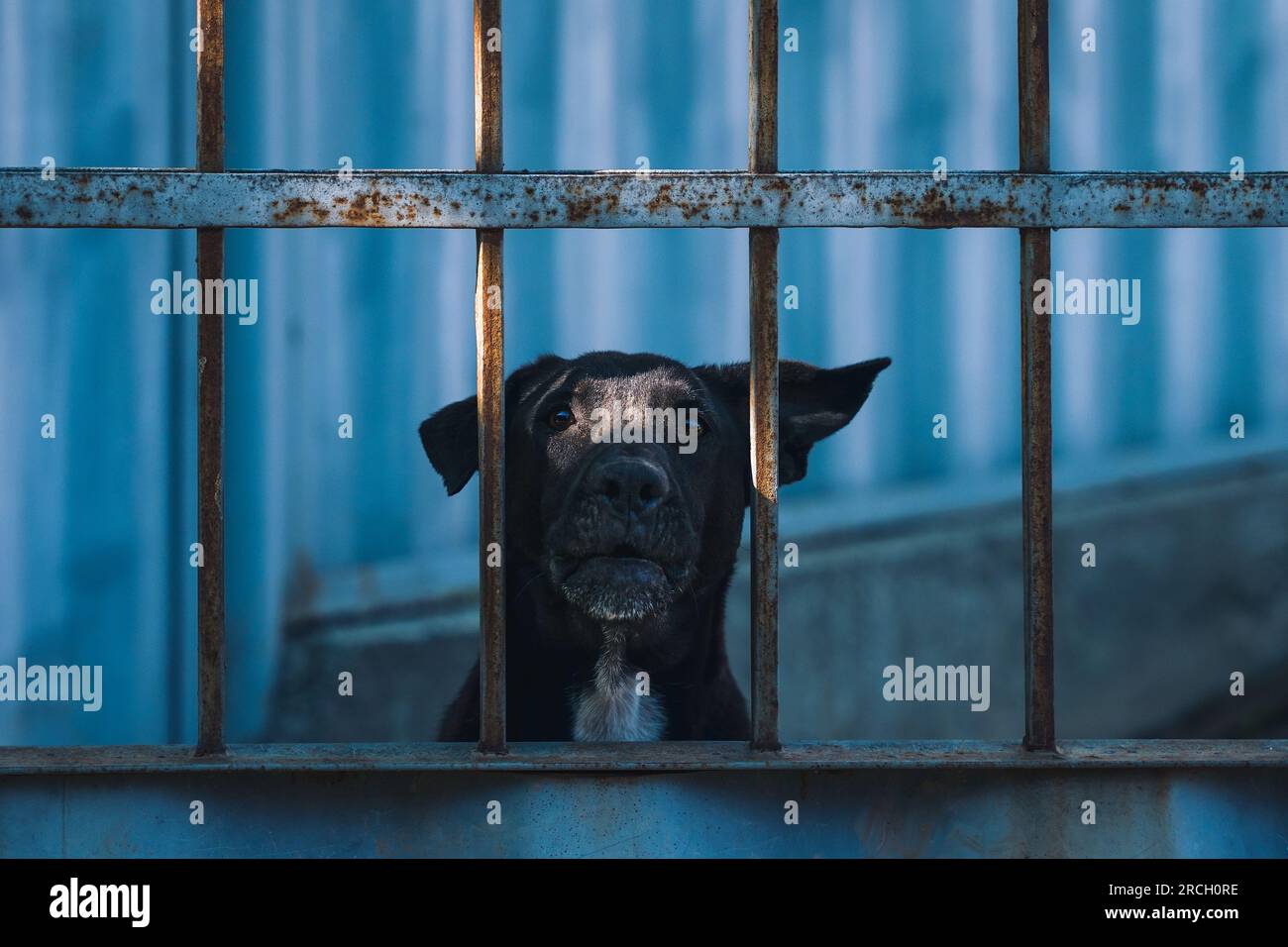 A cute black dog face behind bars. A life of ill will Stock Photo