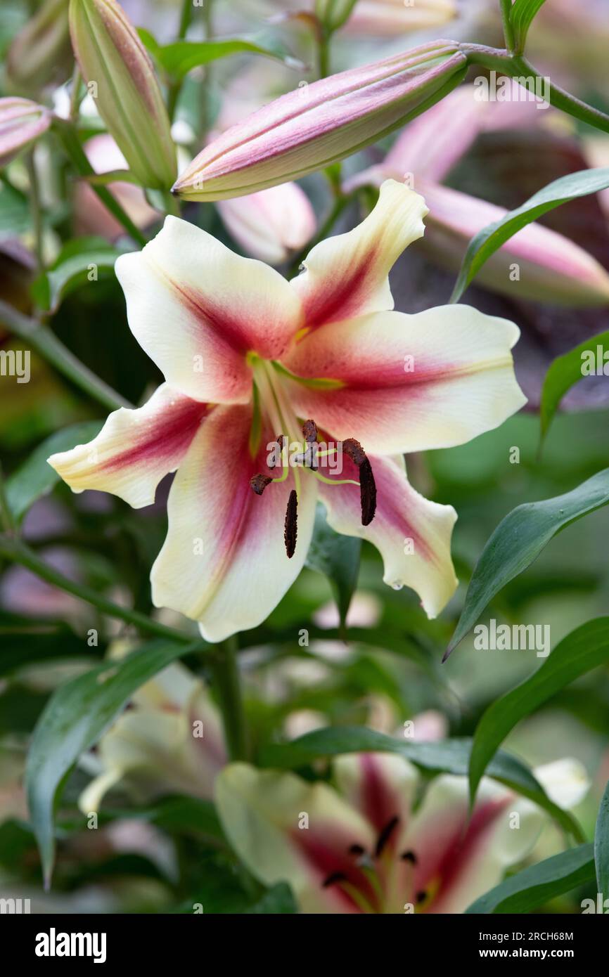 Lilium nymph flower. Oriental Trumpet Lily Stock Photo