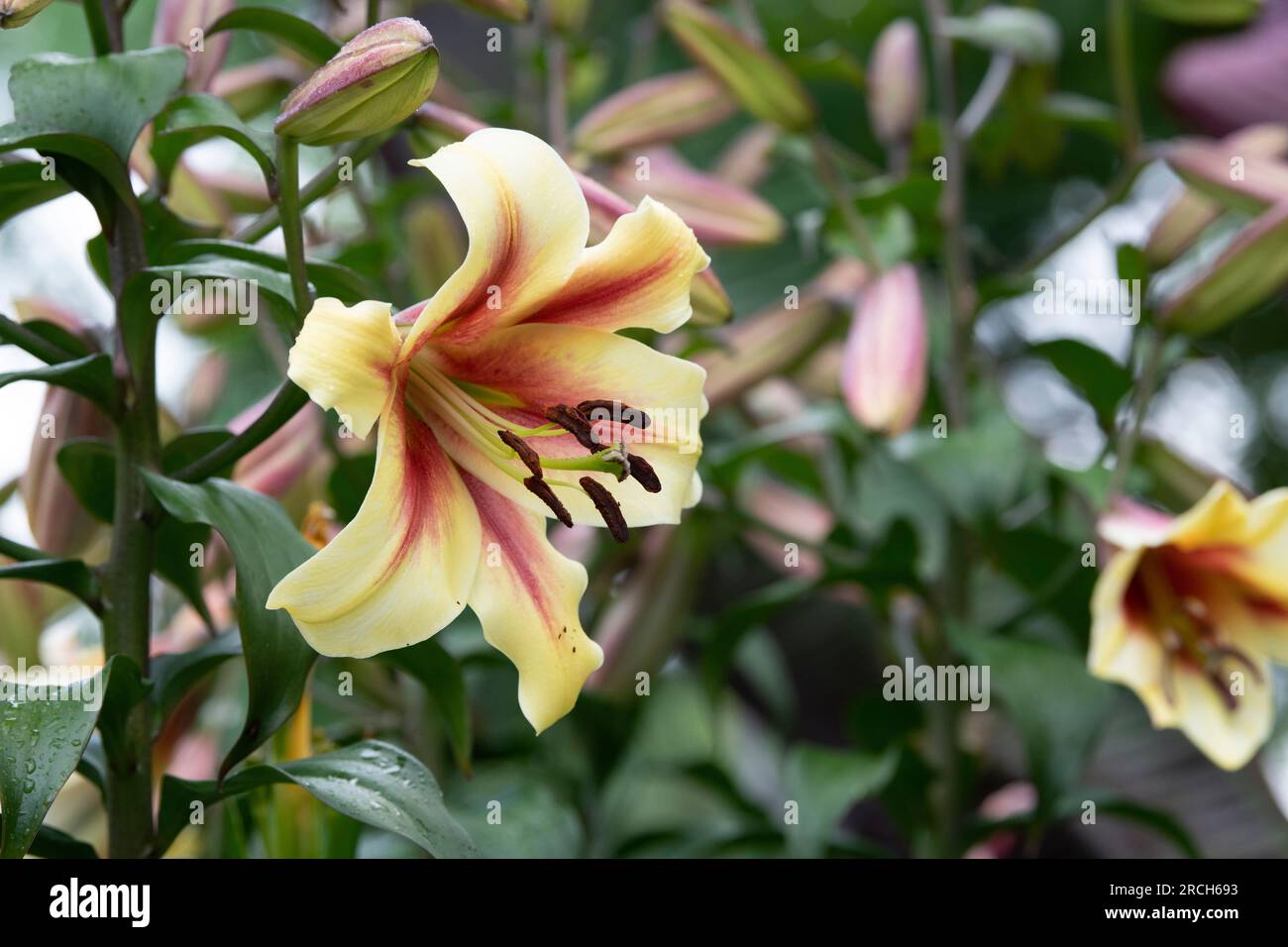 Lilium nymph flower. Oriental Trumpet Lily Stock Photo