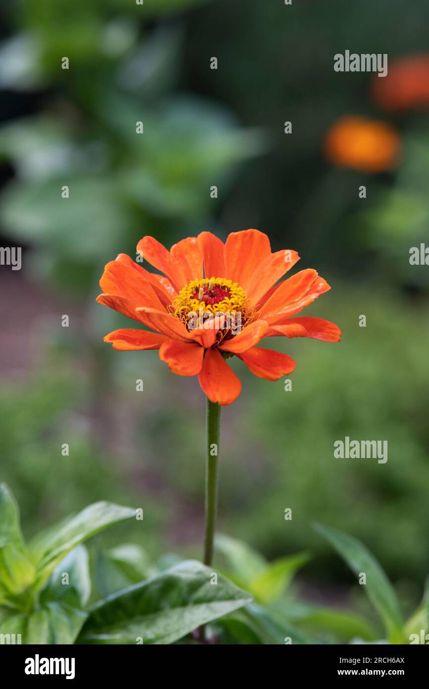 Zinnia elegans 'Super Yoga Orange' flower Stock Photo