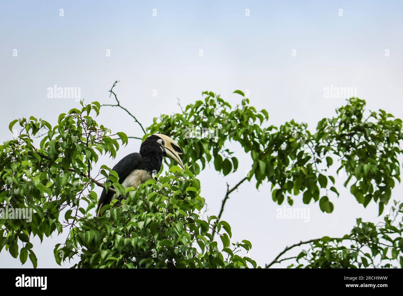 The oriental pied hornbill (Anthracoceros albirostris) sits on top of a tree. Selective focus on the bird. Stock Photo