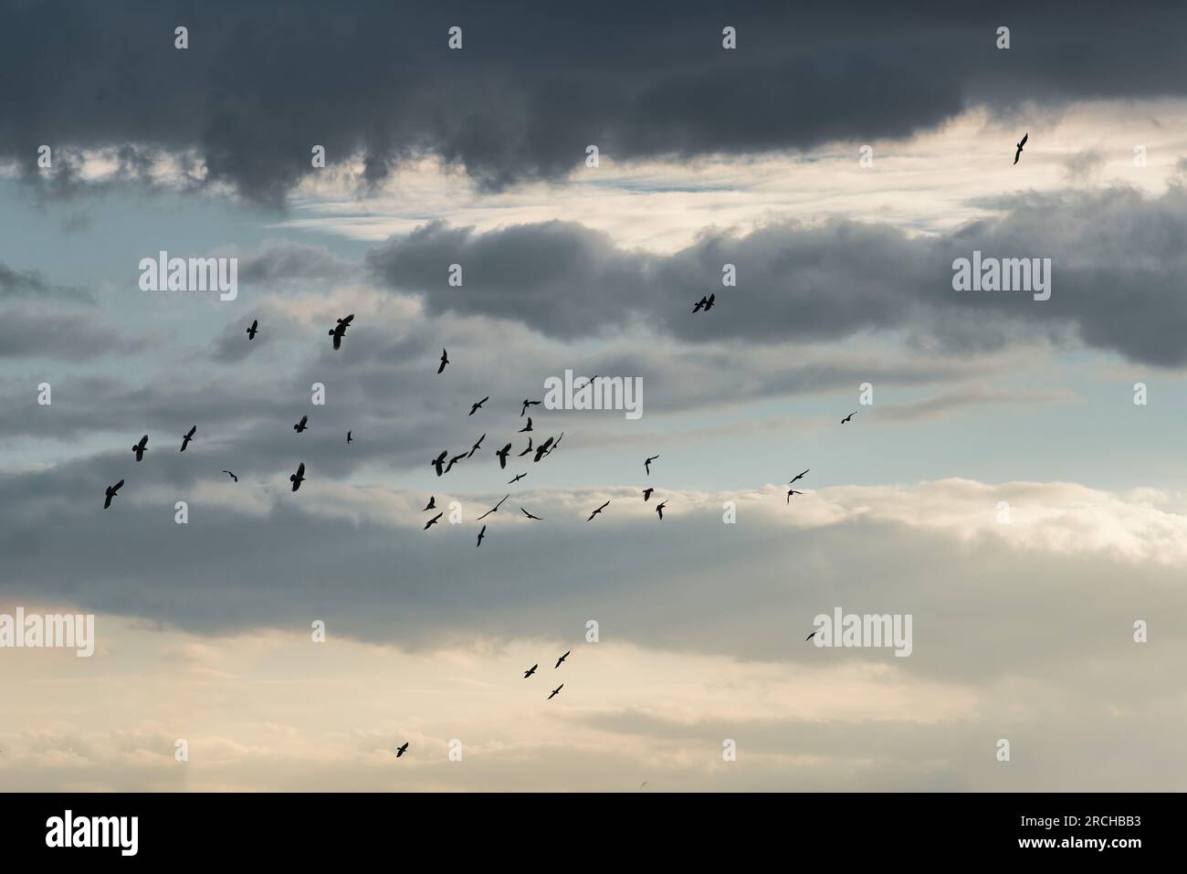 Birds in flight in a sky with clouds Stock Photo - Alamy