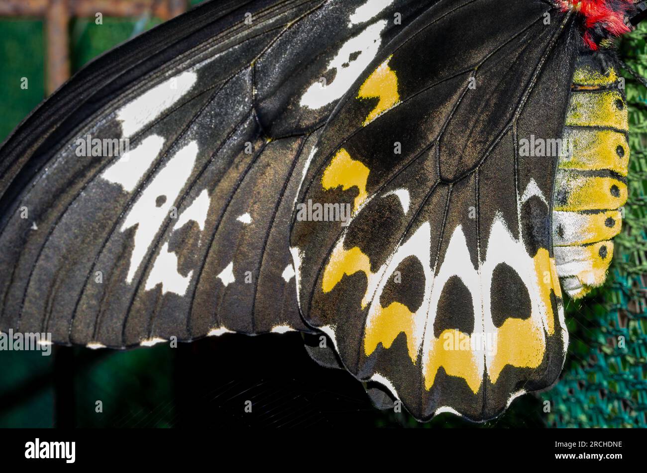 Wing and Thorax of Cairns Birdwing Butterfly, Ornithoptera euphorion, endemic, Cooktown Birdwing, Northern Birdwing, Malanda, Australia. Stock Photo