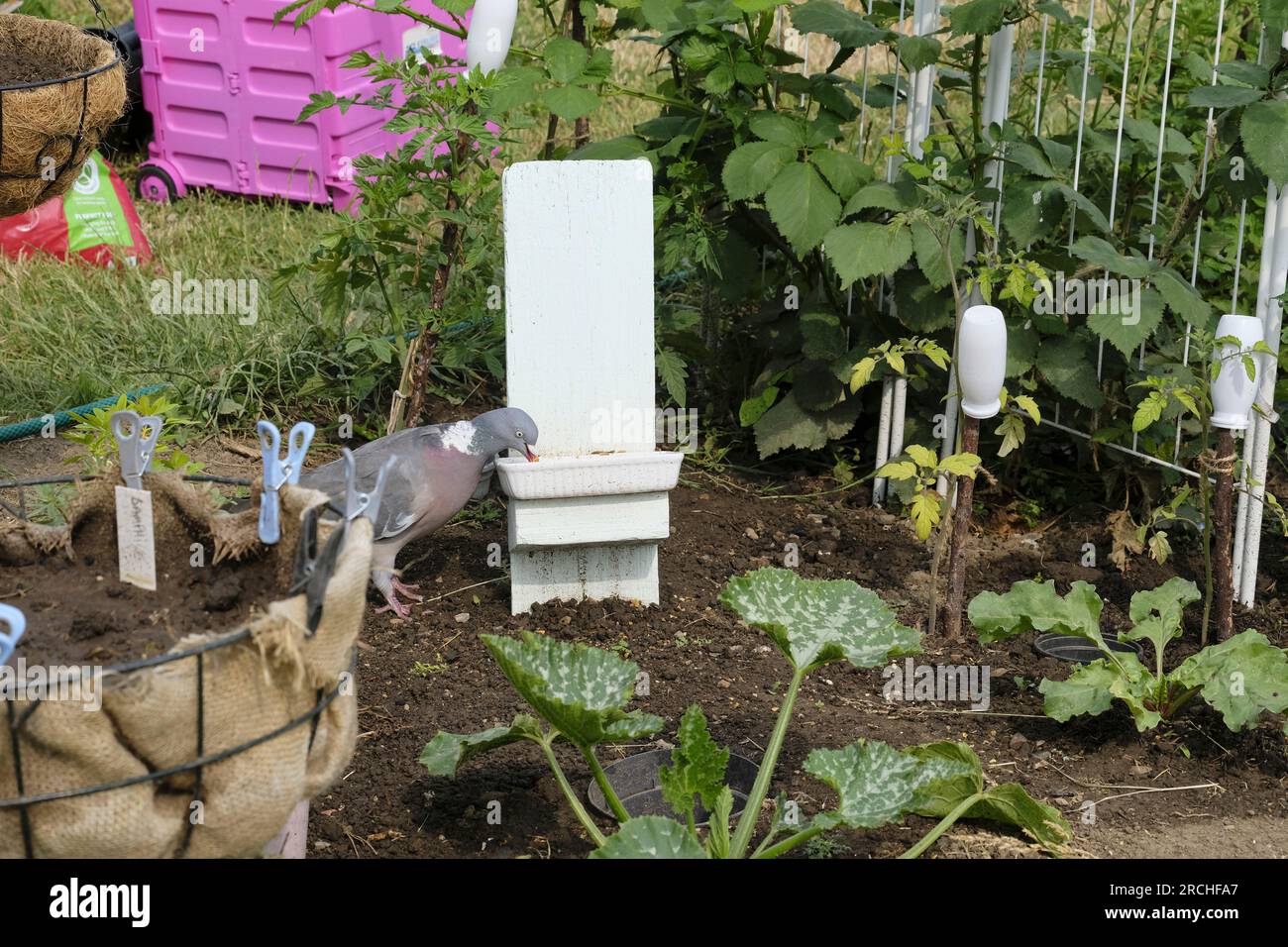 Common Wood Pigeon (Columba palumbus) pecking at mealworms in home made low level bird feeder Stock Photo