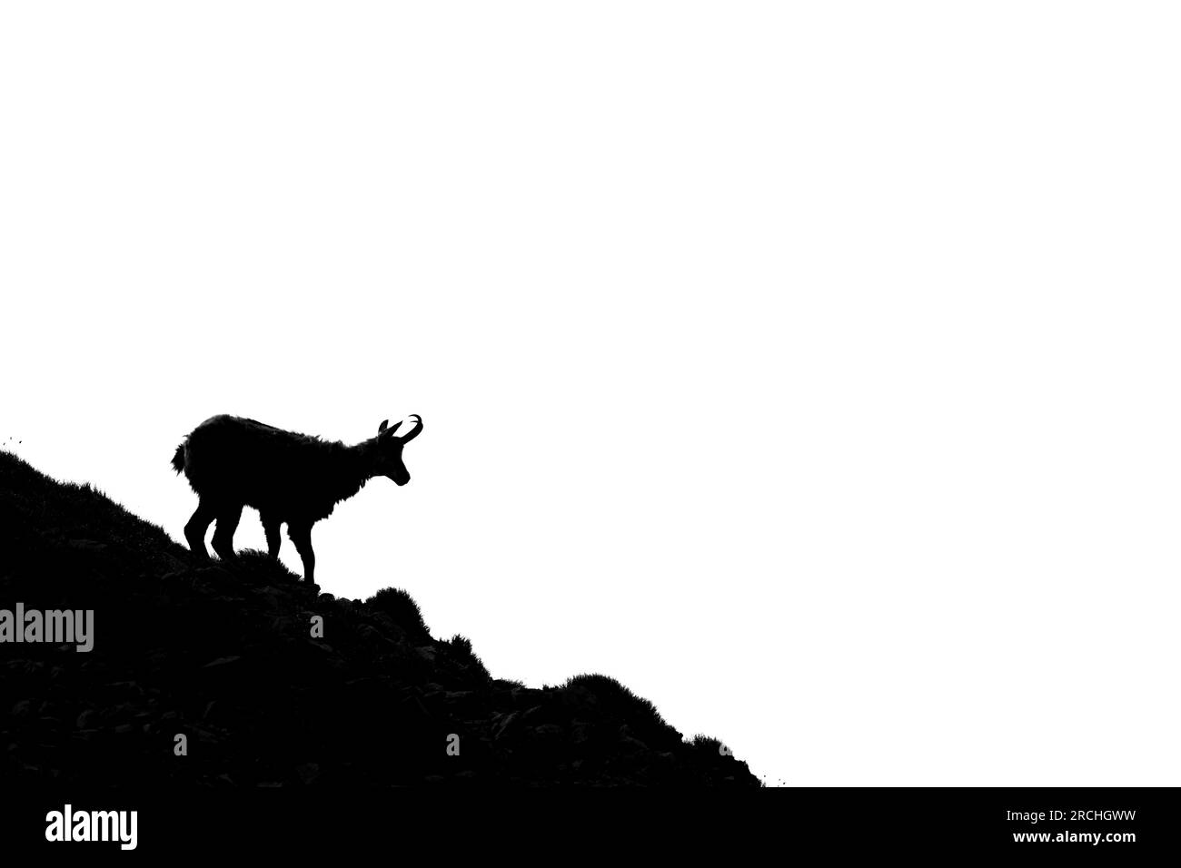 The Tatra Chamois, Rupicapra rupicapra tatrica. Dark silhouette of a