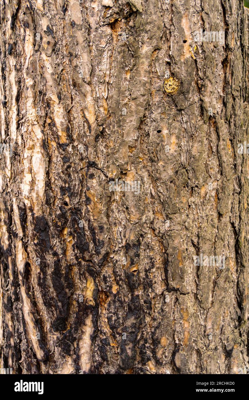 Close up of bark of the pine tree as natural background. Stock Photo