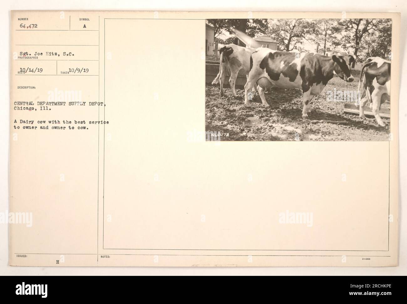 A dairy cow being cared for at the Central Department Supply Depot in