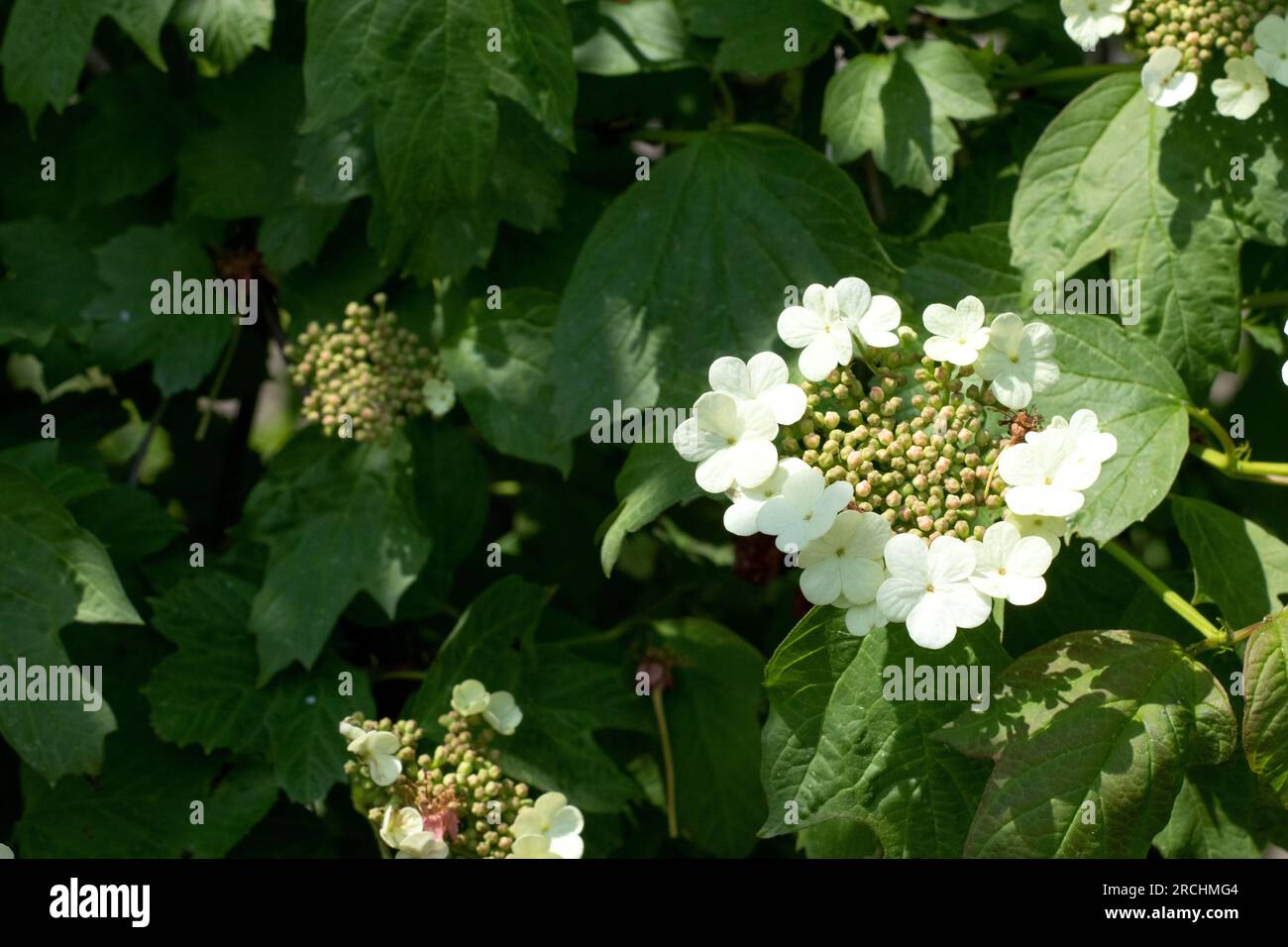 Viburnum flowers blooming beautiful photo in green summer garden close up Stock Photo