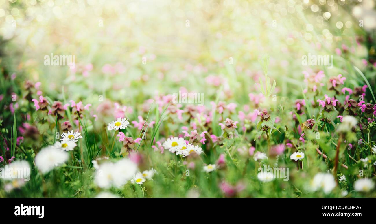 Summer nature background with daisies and pink clover flowers at meadow, outdoor Stock Photo