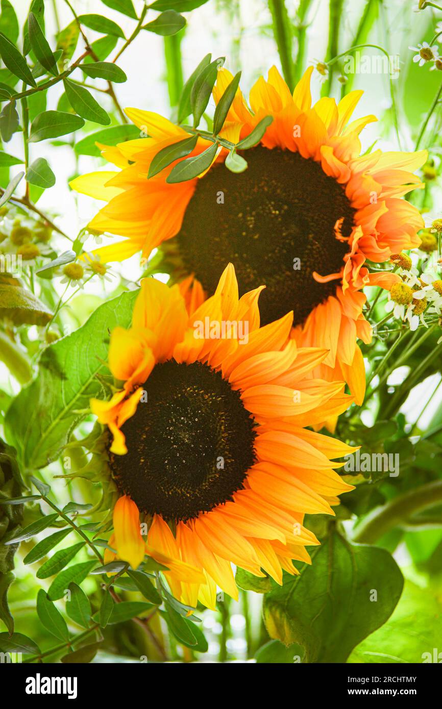 Close up of sunflowers in backlit with green leaves, front view. Outdoor Stock Photo