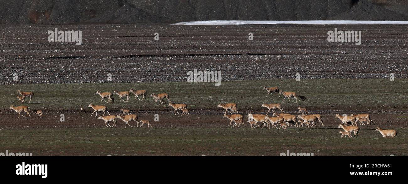 (230715) -- ALTUN MOUNTAINS, July 15, 2023 (Xinhua) -- This photo taken on July 9, 2023 shows Tibetan antelopes and their babies at the rabbit lake district of the Xinjiang Altun Mountains National Nature Reserve in northwest China's Xinjiang Uygur Autonomous Region. The rabbit lake district of the Xinjiang Altun Mountains National Nature Reserve has an average altitude of about 5,000 meters. Surrounded by snow mountains in four directions, the district is a natural shelter for Tibetan antelopes to avoid the natural enemies. The animal enters its peak season of reproducing in July. Thousands o Stock Photo