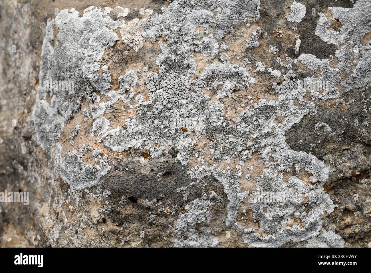 Lobothallia radiosa or Lecanora radiosa is a crustose lichen that grows on calcareous rocks. This photo was taken in Tobarra, Albacete, Castilla-La Ma Stock Photo