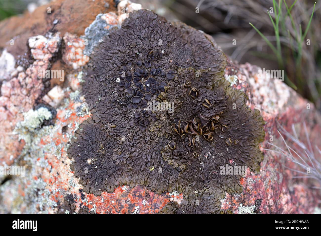 Parmelia pulla, Neofuscelia pulla or Xanthoparmelia pulla is a foliose lichen. This photo was taken in Alquezar, Huesca, Aragon, Spain. Stock Photo