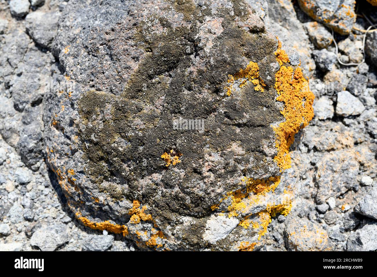 Parmelia pulla, Neofuscelia pulla or Xanthoparmelia pulla is a foliose lichen. Growing on andesite volcanic rock. This photo was taken in Cabo de Gata Stock Photo