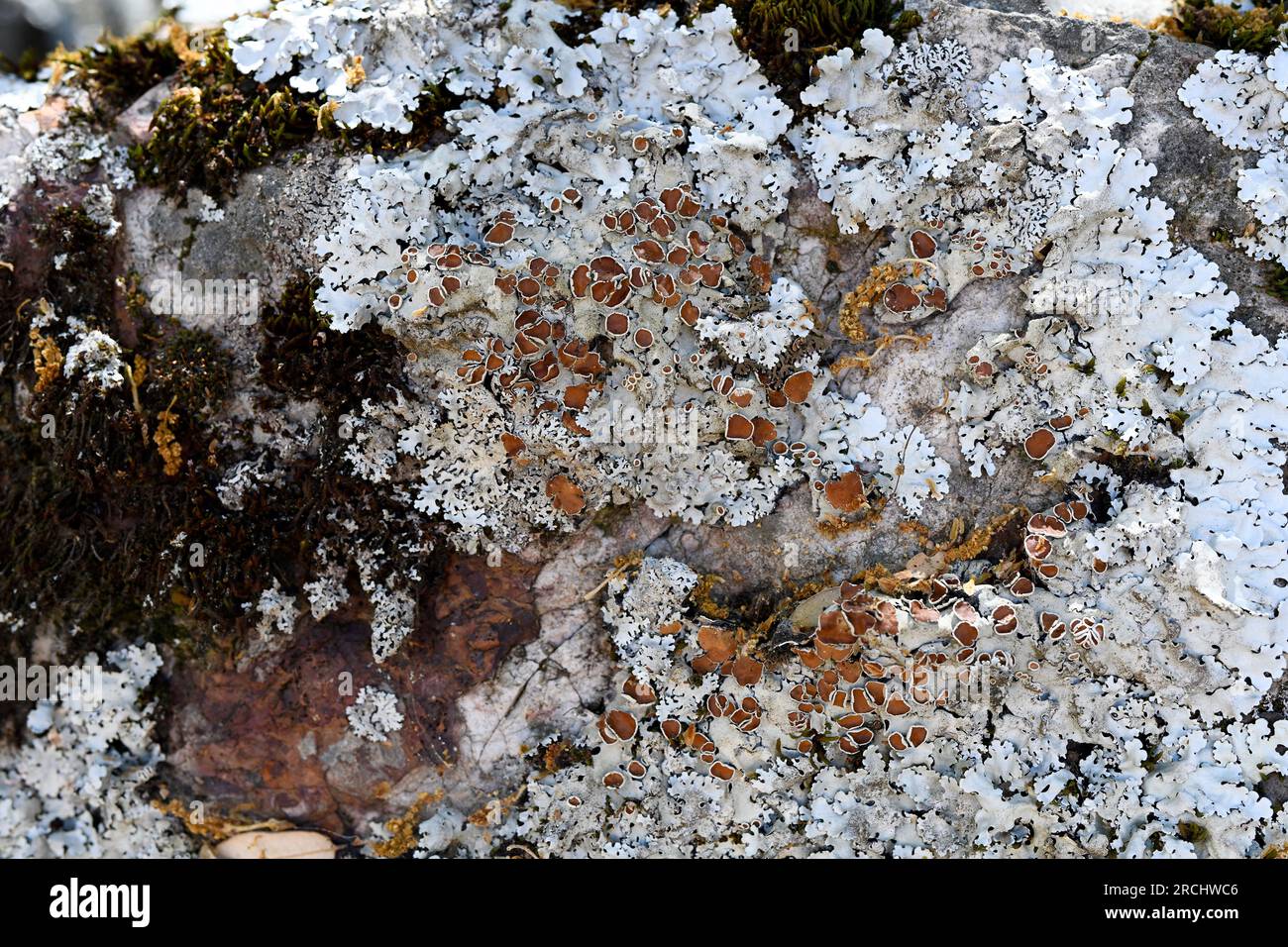 Parmelia quercina is a foliose lichen. This photo was taken in Las Villuercas, Cáceres, Extremadura, Spain. Stock Photo