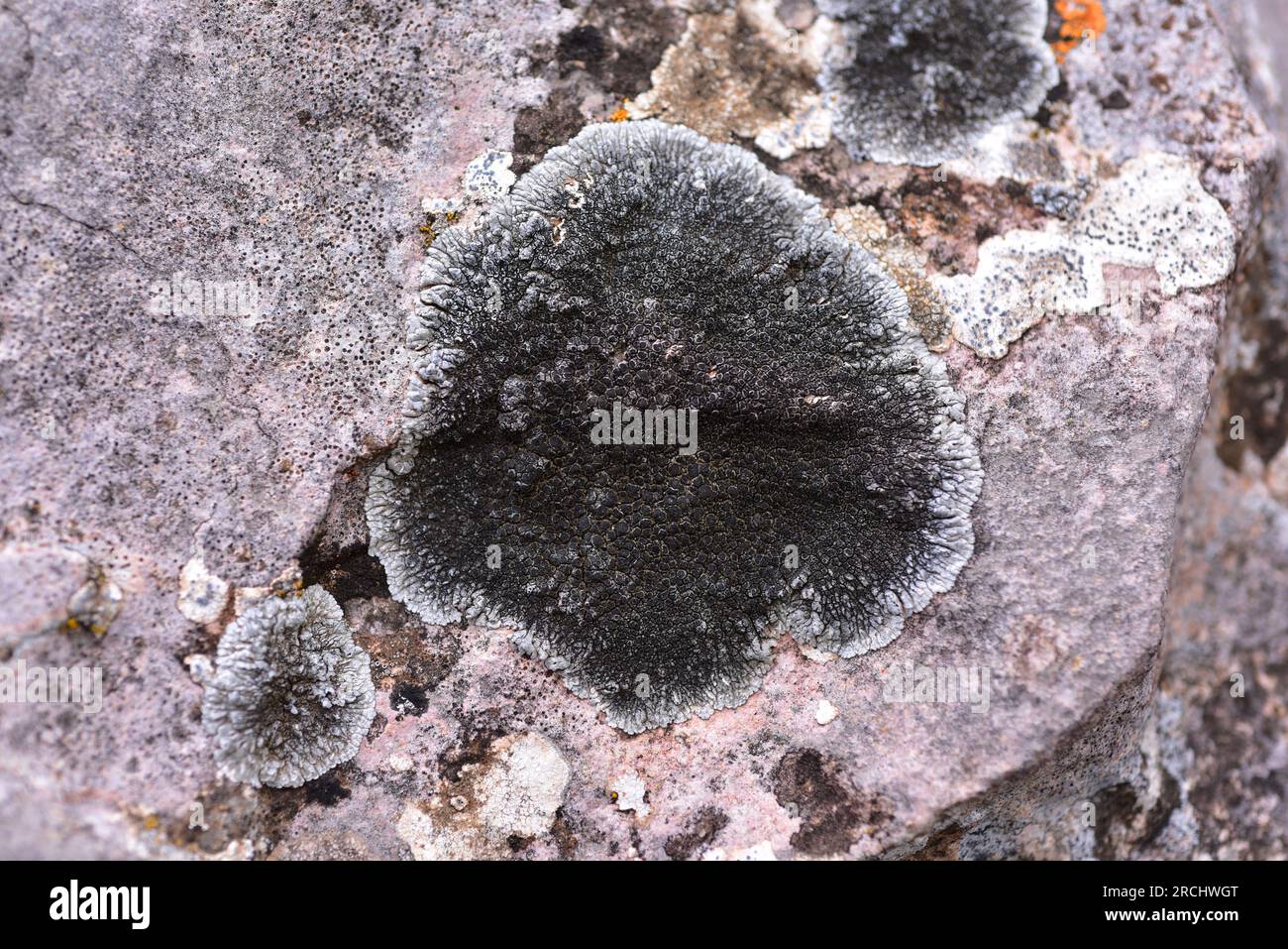 Lobothallia radiosa or Lecanora radiosa is a crustose lichen that grows on calcareous rocks. This photo was taken in Alquézar, Huesca, Aragón, Spain. Stock Photo